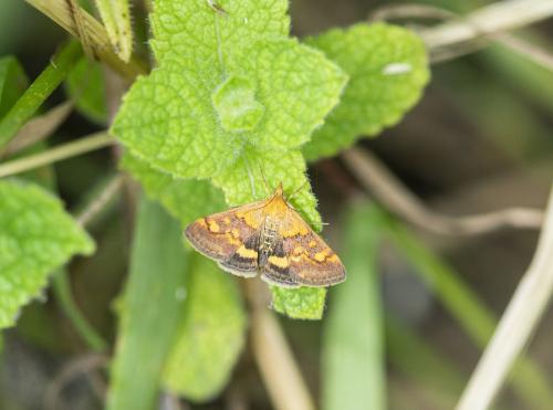 Pyrausta aurata